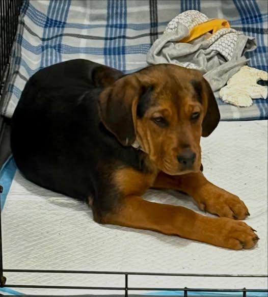 Glory, a ADOPTABLE mixed breed in Raleigh, NC image 4/6