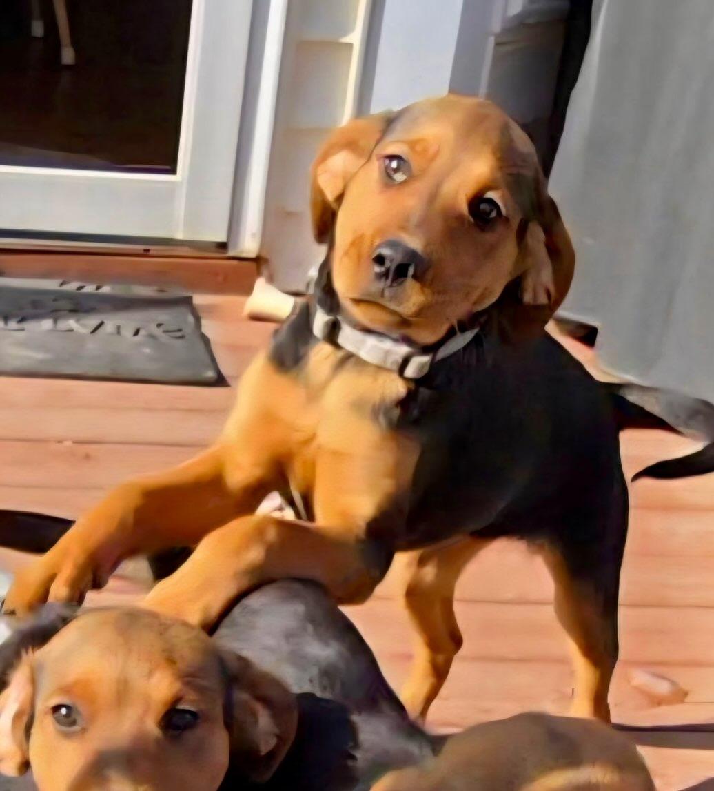 Glory, a ADOPTABLE mixed breed in Raleigh, NC image 6/6