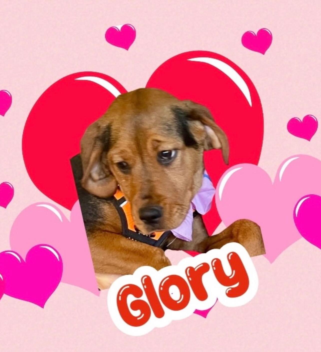 Glory, a ADOPTABLE mixed breed in Raleigh, NC image 1/6