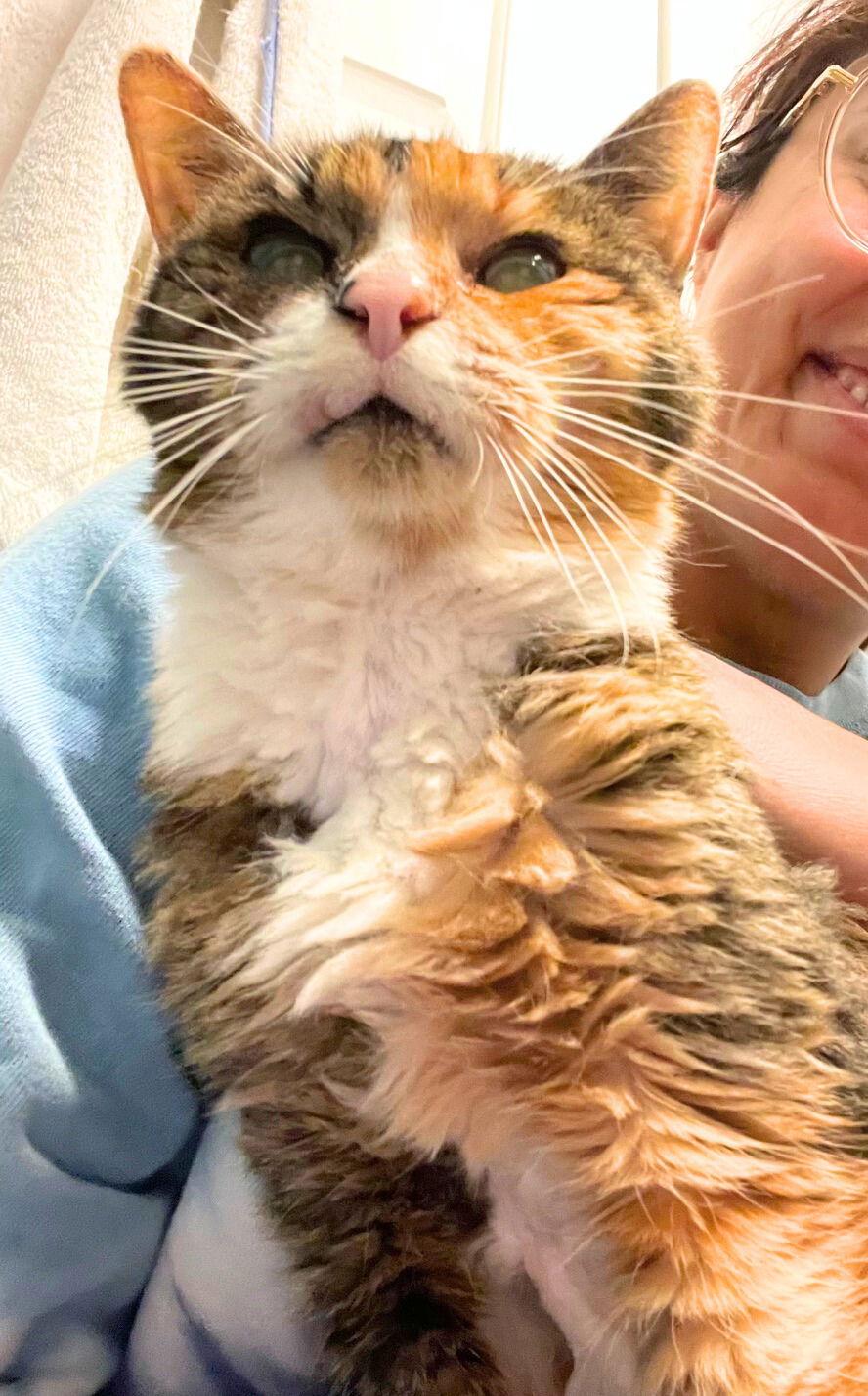 Mariah, a Adoptable Domestic Medium Hair in Brooklyn, NY image 1/3