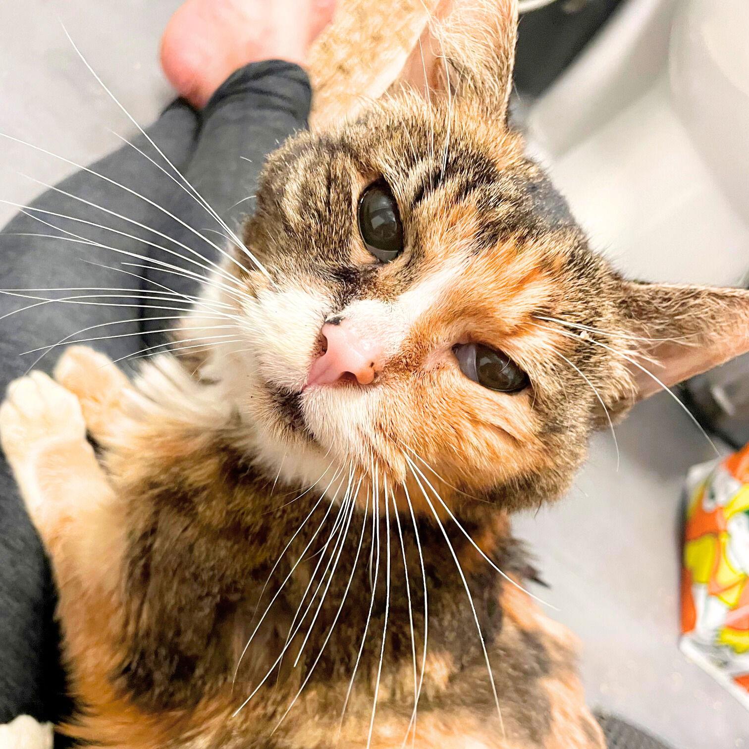 Mariah, a Adoptable Domestic Medium Hair in Brooklyn, NY image 2/3