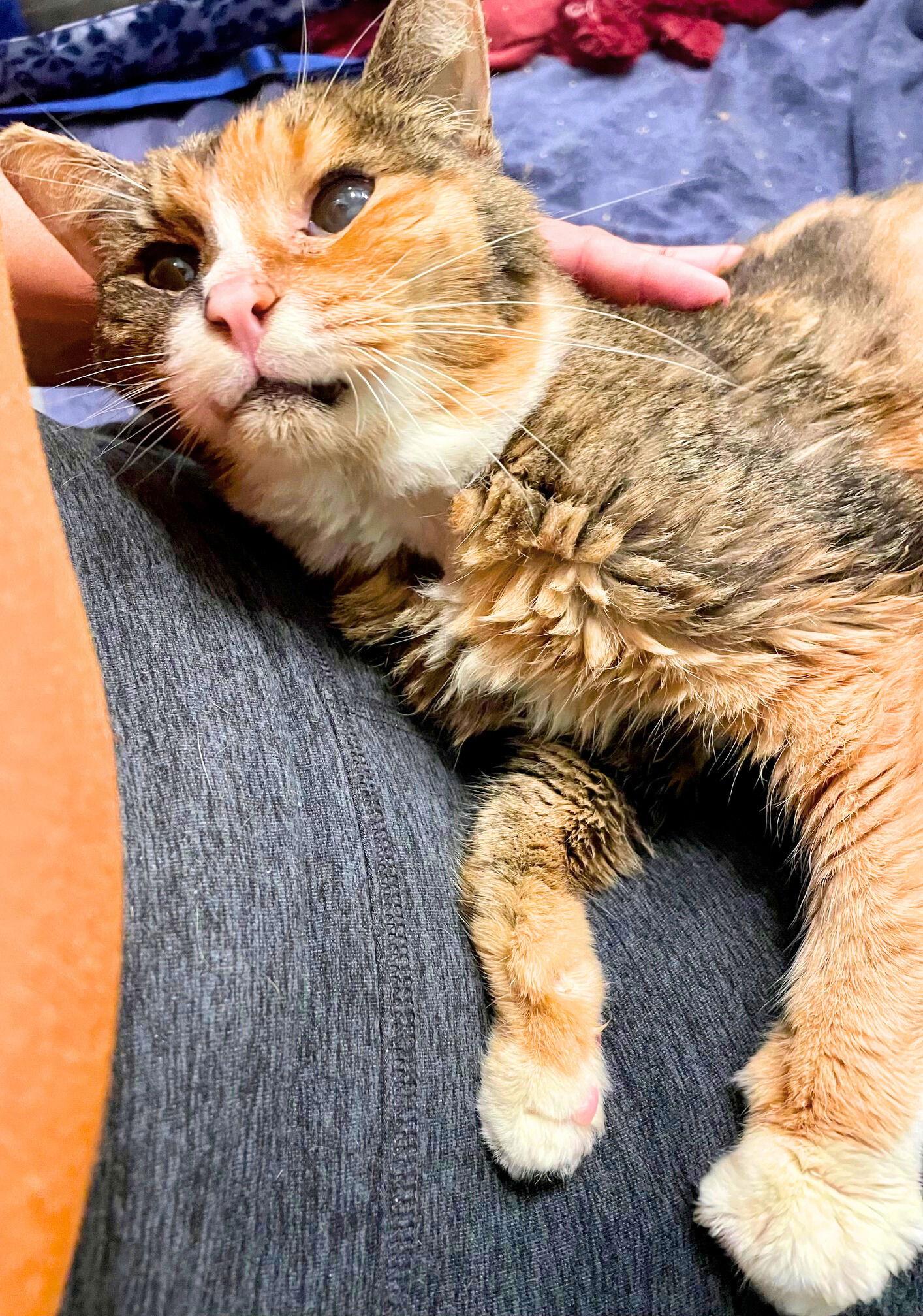 Mariah, a Adoptable Domestic Medium Hair in Brooklyn, NY image 3/3