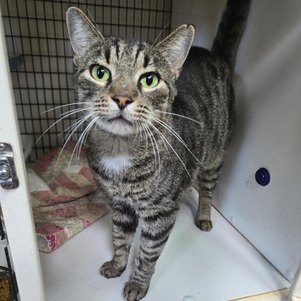 Enlarge George, a Adoptable Domestic Short Hair in Graham, TX image 2/3