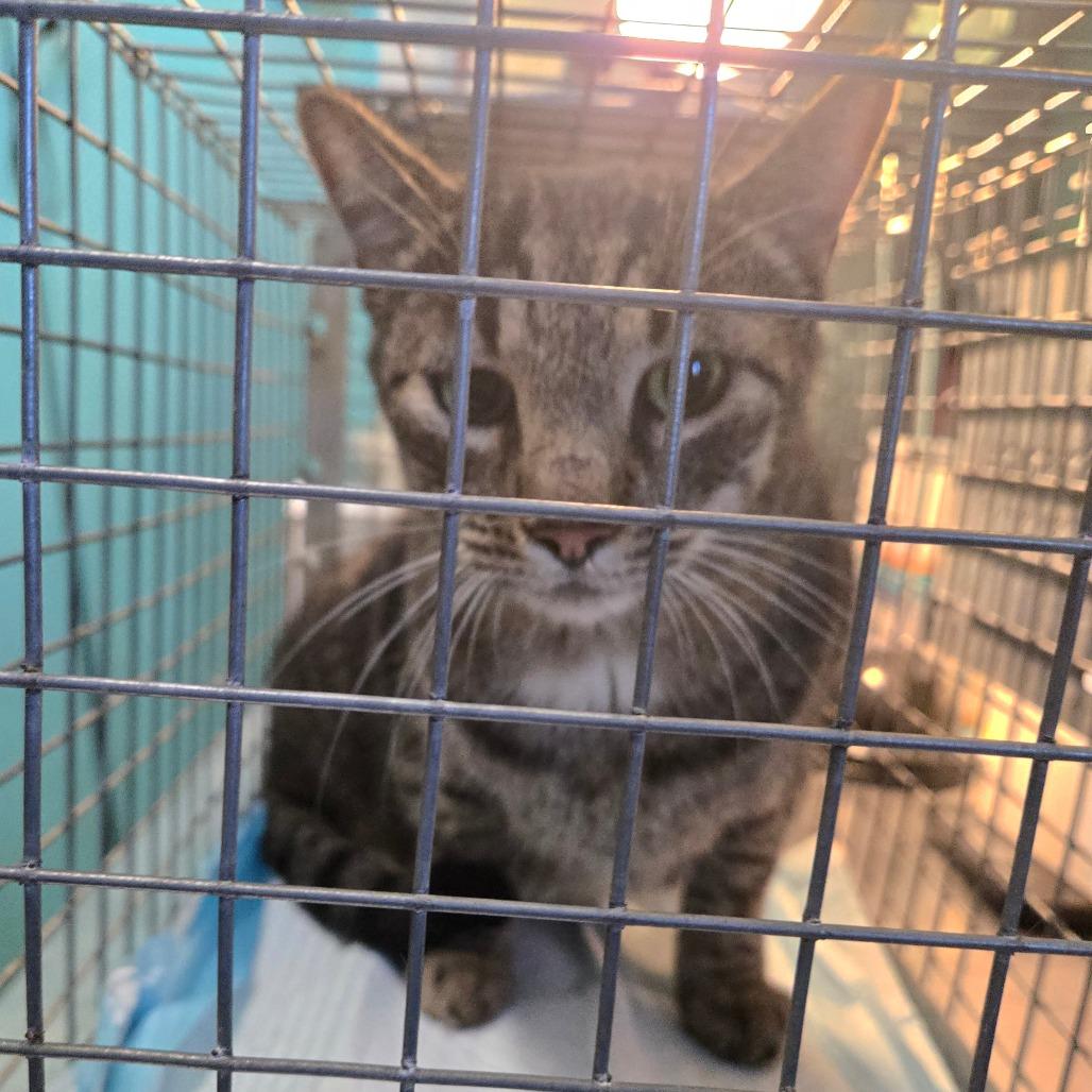 Enlarge George, a Adoptable Domestic Short Hair in Graham, TX image 3/3