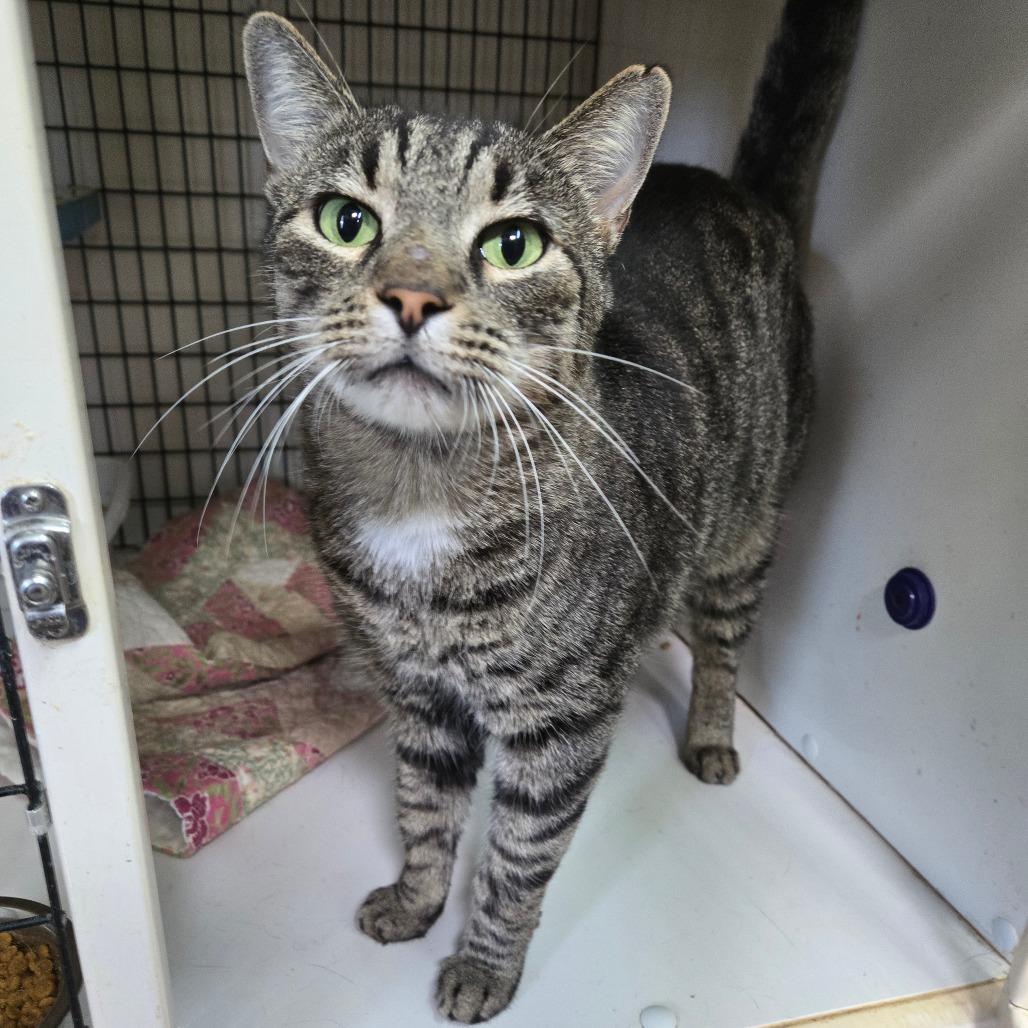 George, Adoptable, Adult Male Domestic Short Hair.