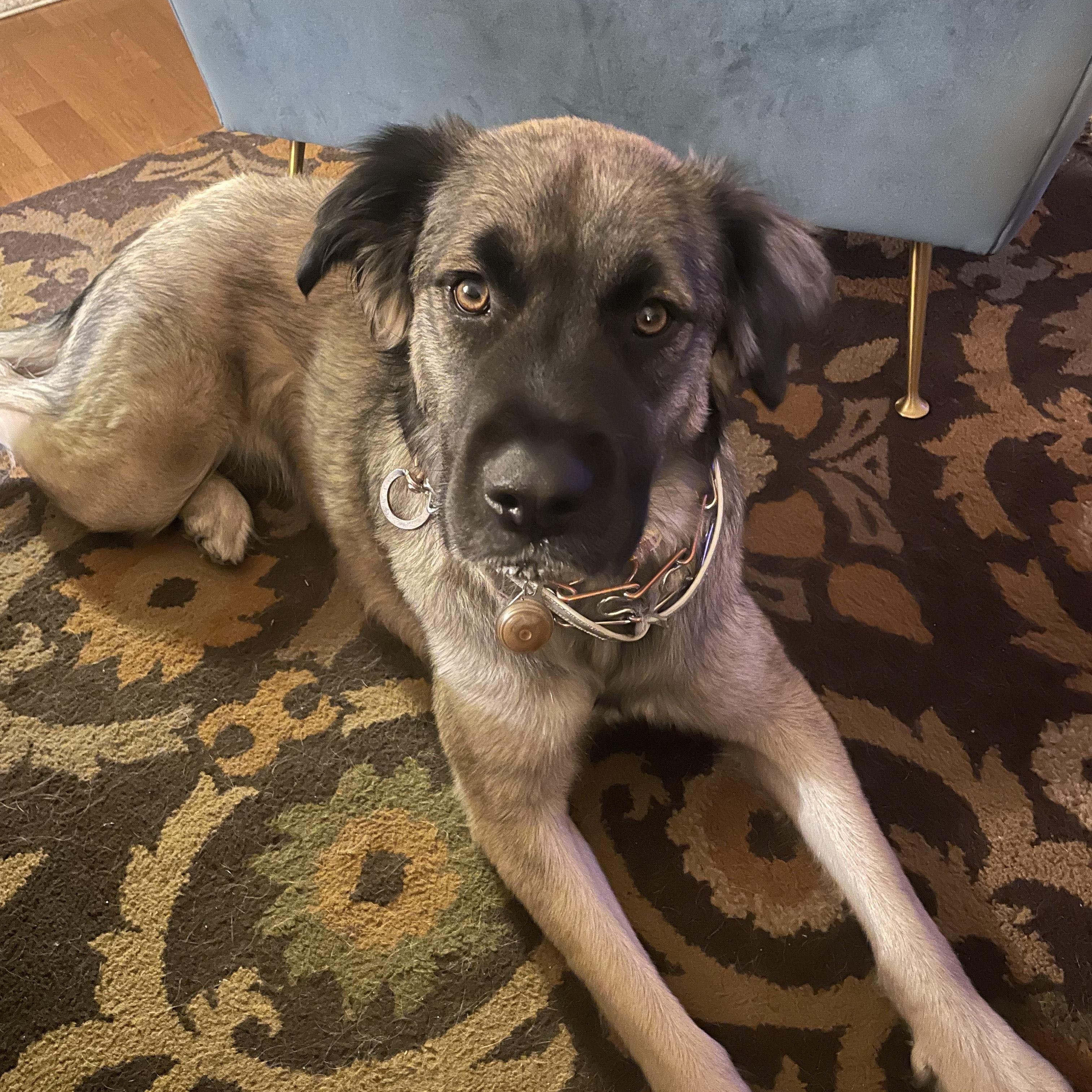Phoebe, a ADOPTABLE Mixed Breed in Farmingdale, NJ image 2/4