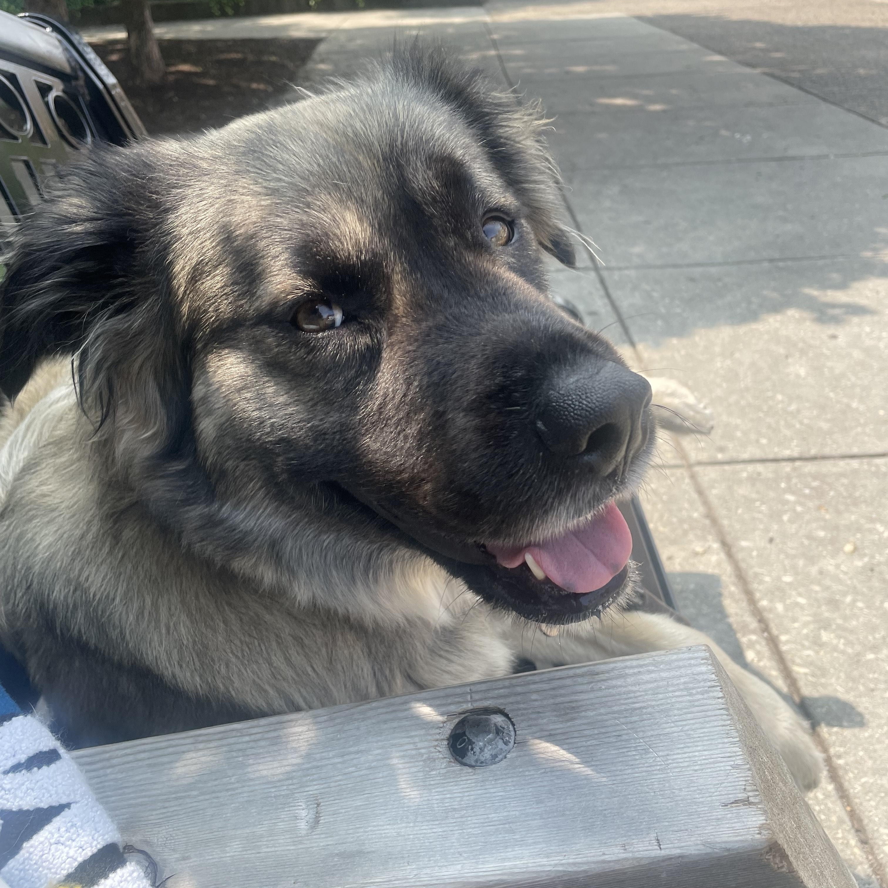 Phoebe, a ADOPTABLE Mixed Breed in Farmingdale, NJ image 3/4