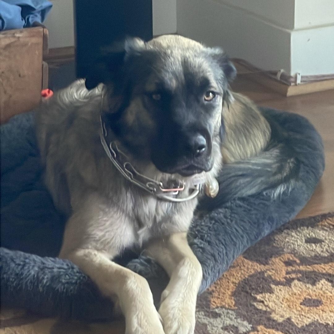 Phoebe, ADOPTABLE, Young Female Mixed Breed.