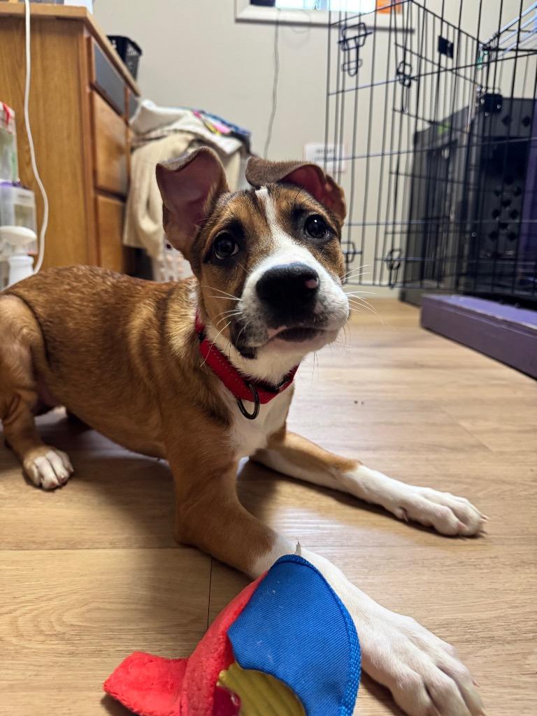 Fendi, a Adoptable mixed breed in Gloversville, NY image 1/4