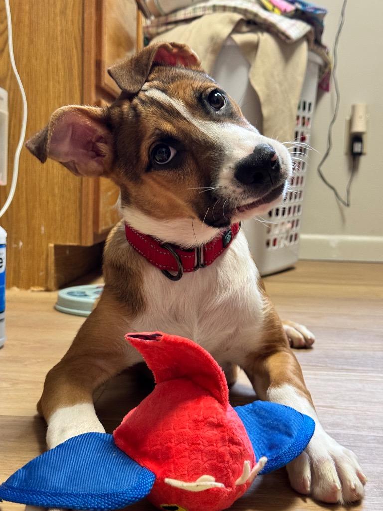 Fendi, a Adoptable mixed breed in Gloversville, NY image 2/4