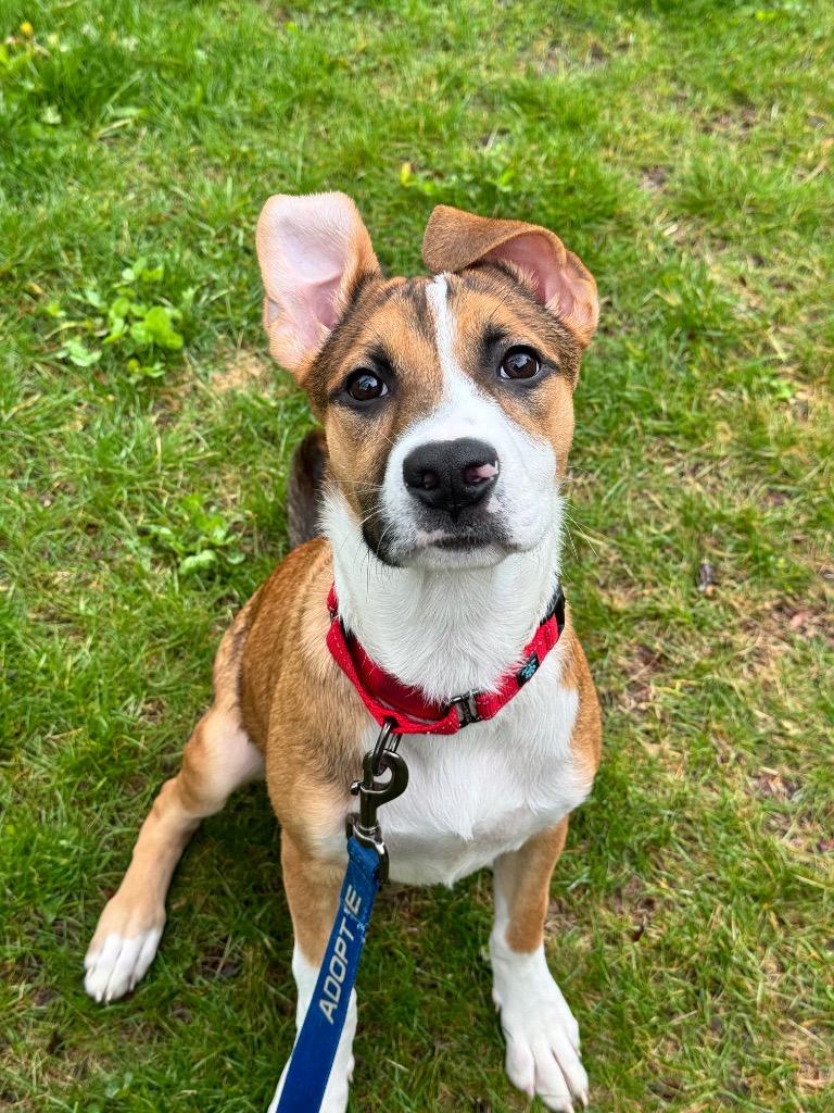 Fendi, a Adoptable mixed breed in Gloversville, NY image 3/4