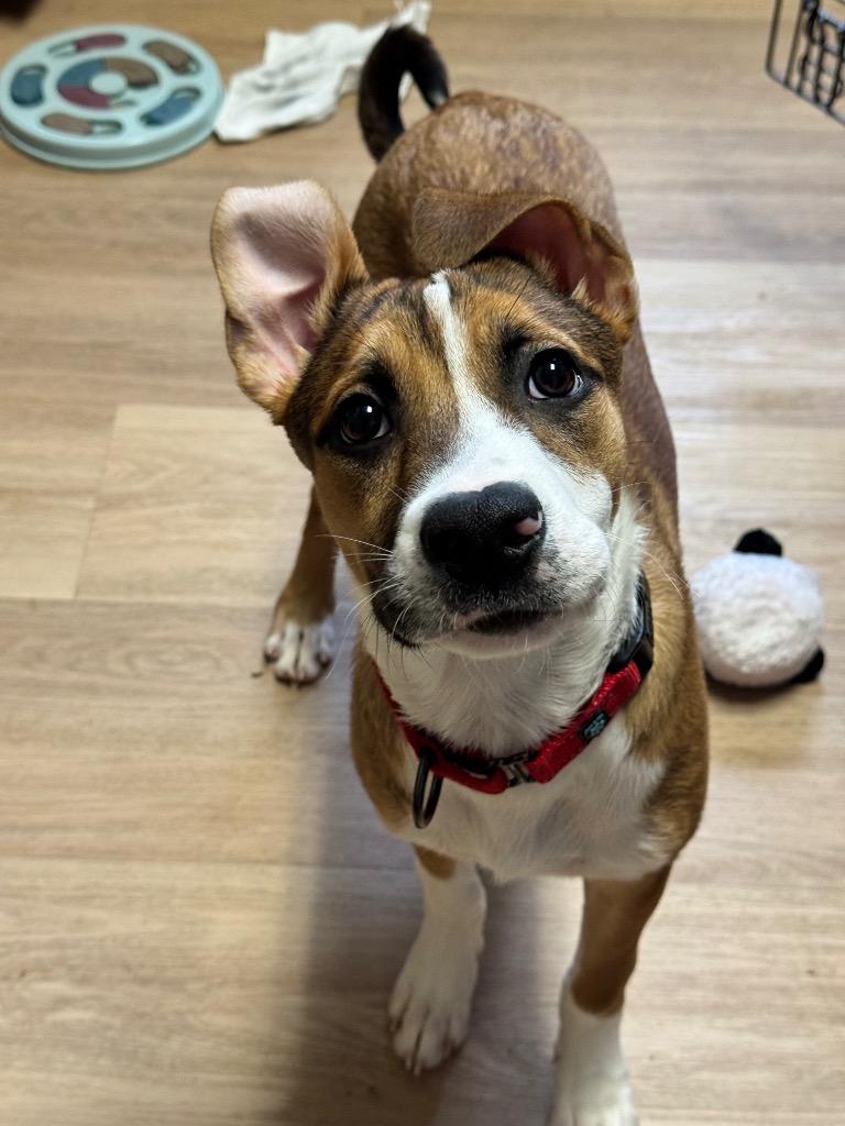 Fendi, a Adoptable mixed breed in Gloversville, NY image 4/4