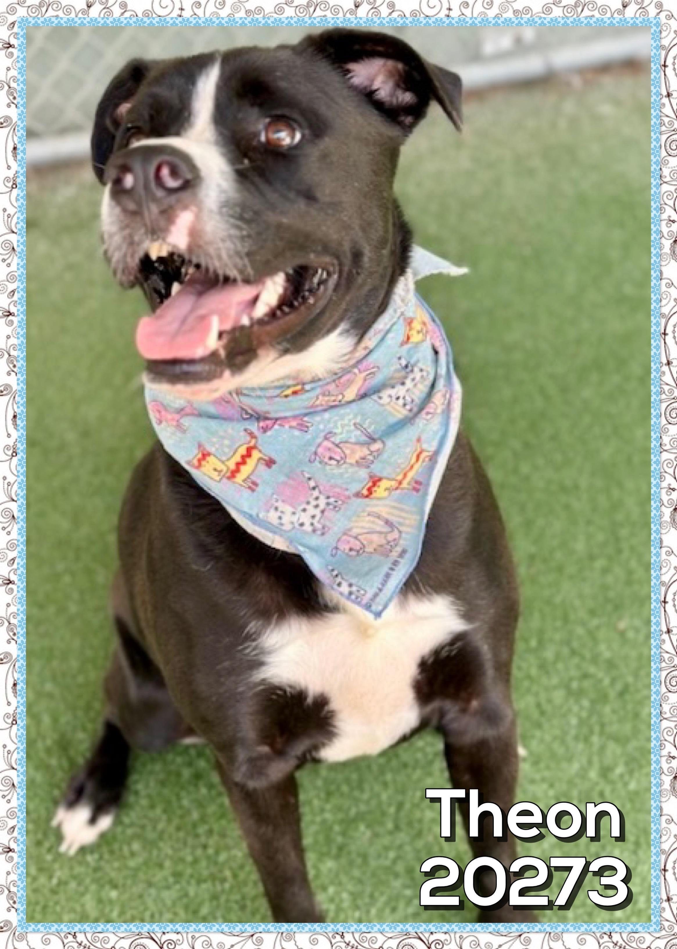 Enlarge THEON, a ADOPTABLE mixed breed in Marietta, GA image 4/5