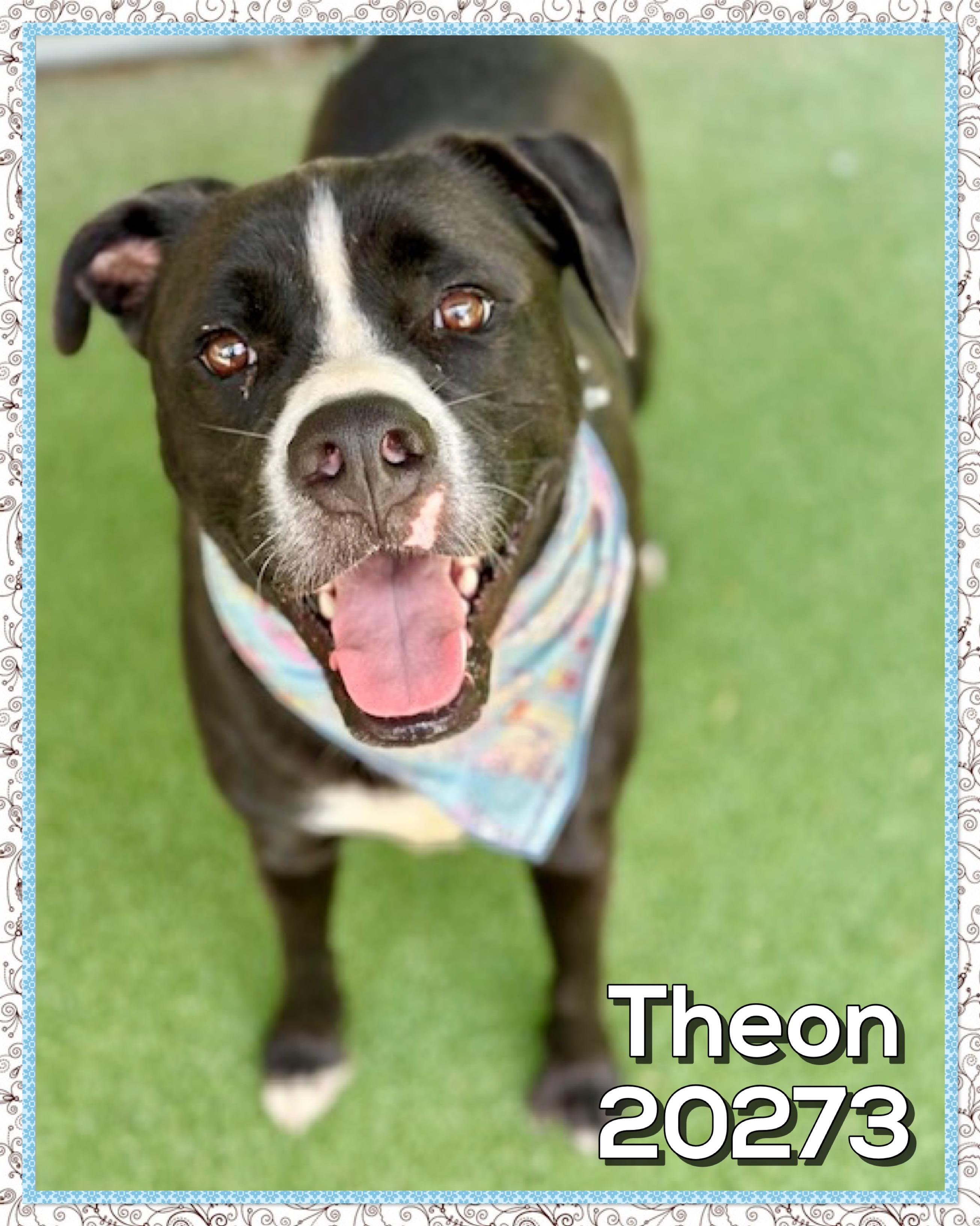 THEON, ADOPTABLE, Adult Male Staffordshire Bull Terrier.
