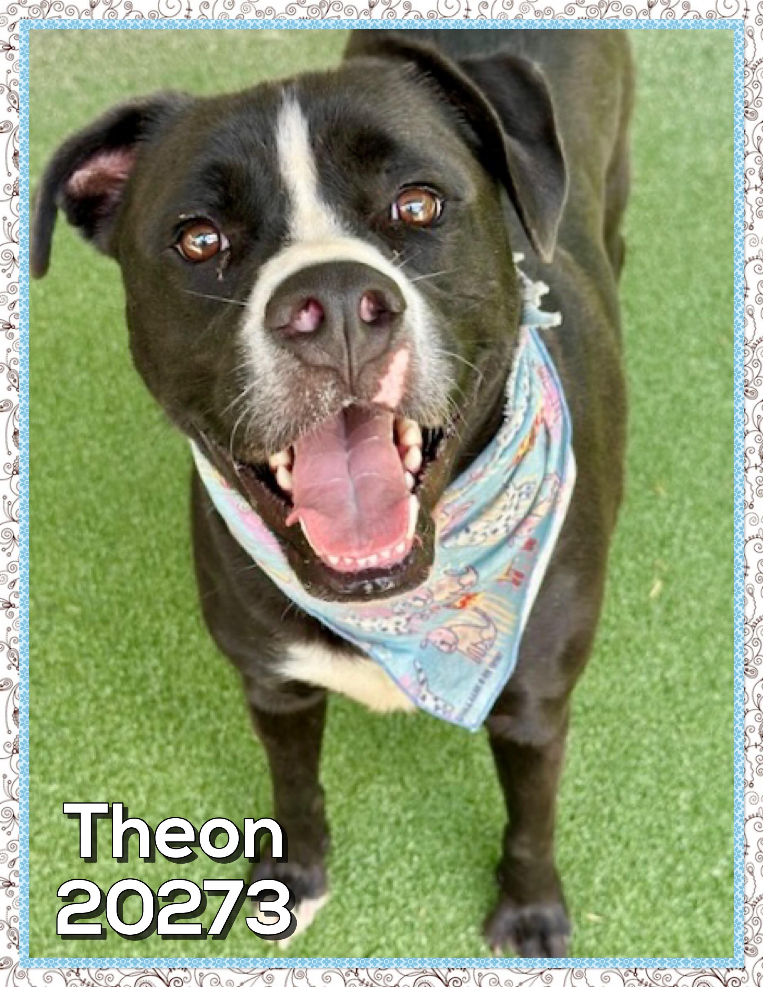 Enlarge THEON, a ADOPTABLE mixed breed in Marietta, GA image 5/5