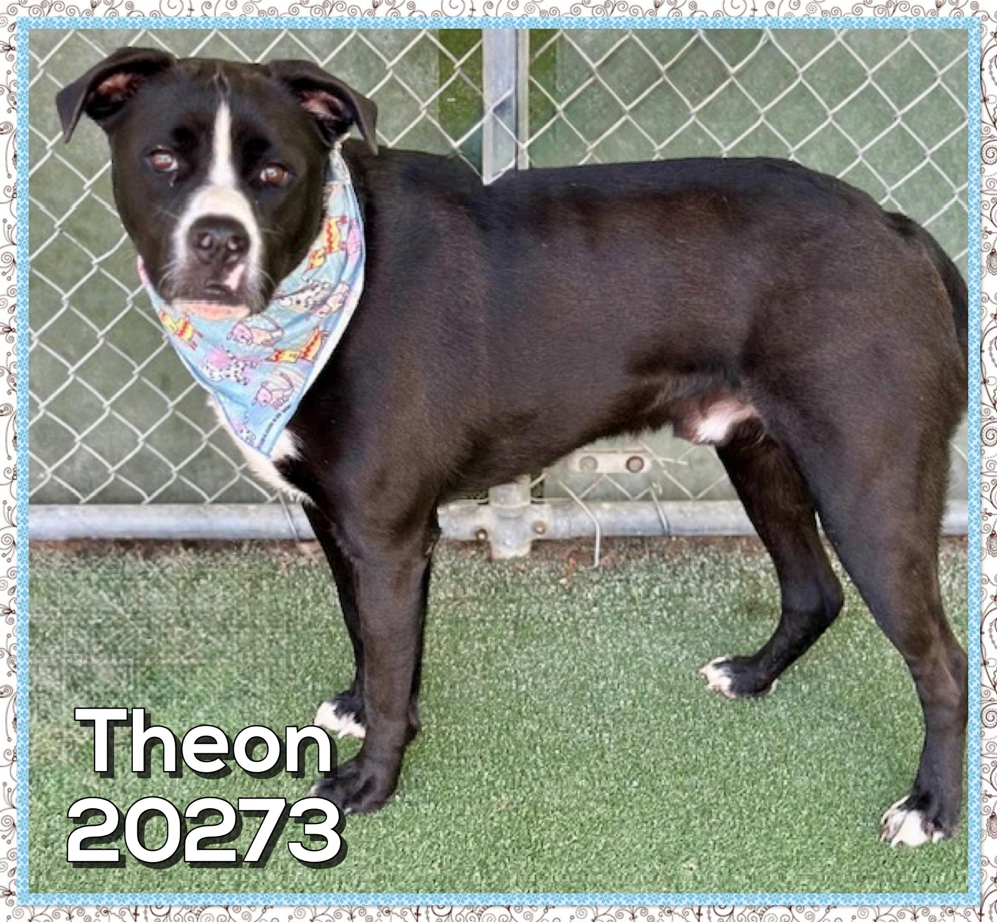 Enlarge THEON, a ADOPTABLE mixed breed in Marietta, GA image 3/5