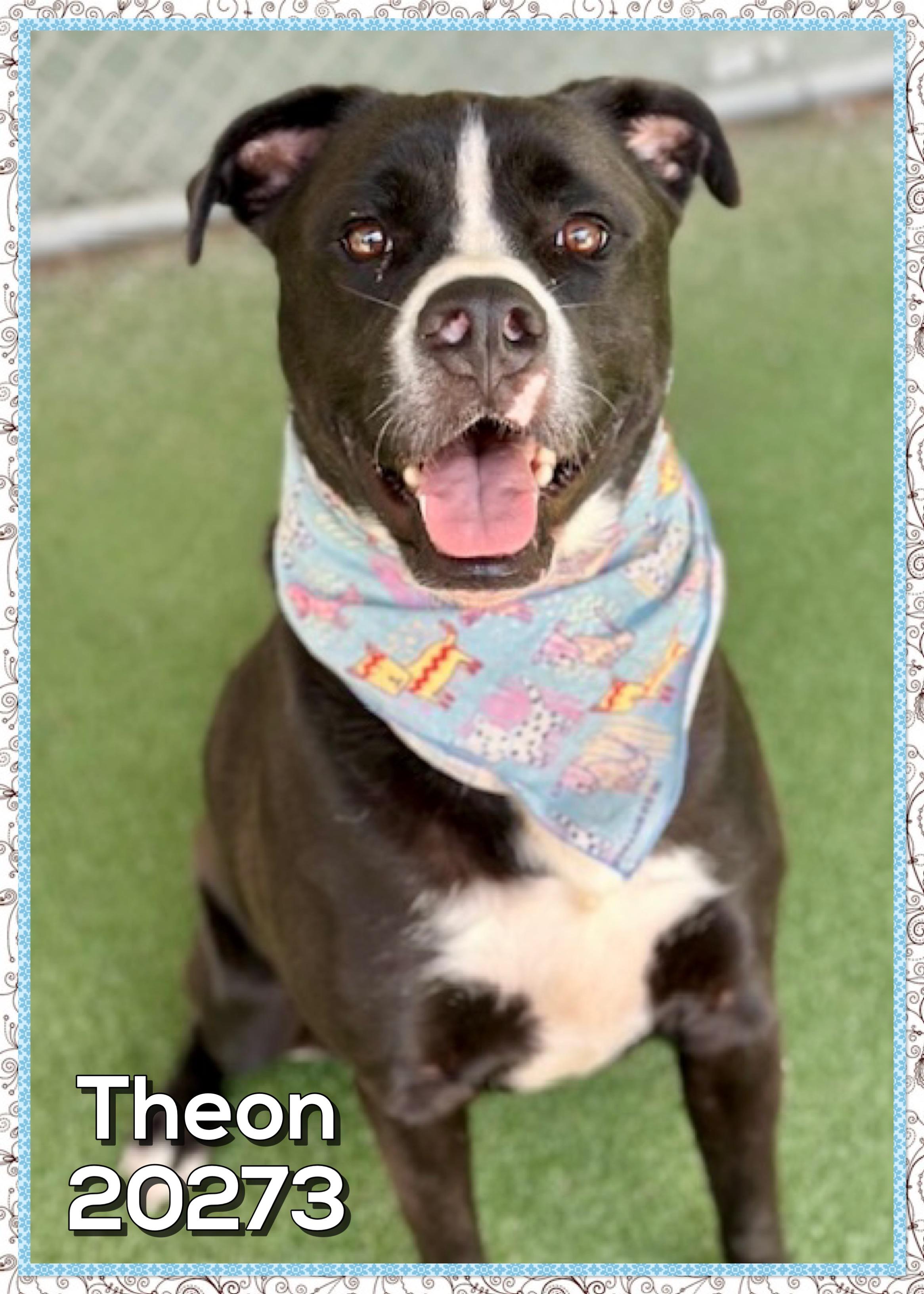 Enlarge THEON, a ADOPTABLE mixed breed in Marietta, GA image 2/5