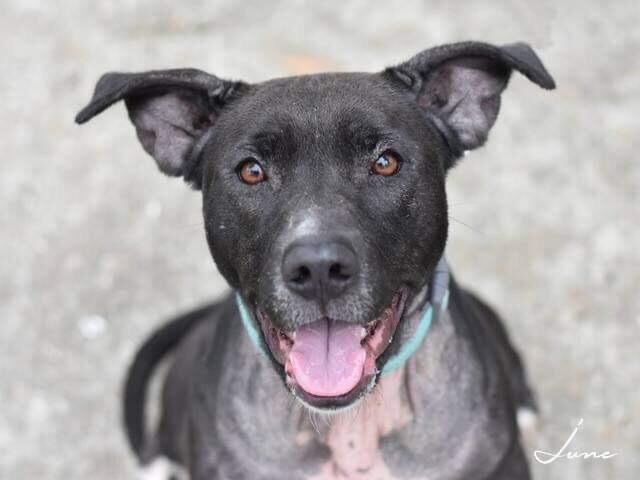 Junebug, a Adoptable mixed breed in Brewster , NY image 1/6