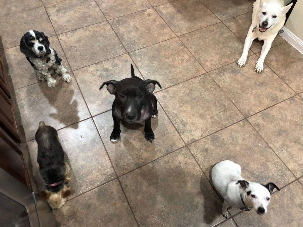 Junebug, a Adoptable mixed breed in Brewster , NY image 2/6