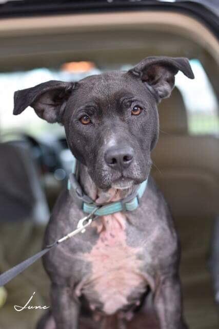 Junebug, a Adoptable mixed breed in Brewster , NY image 3/6