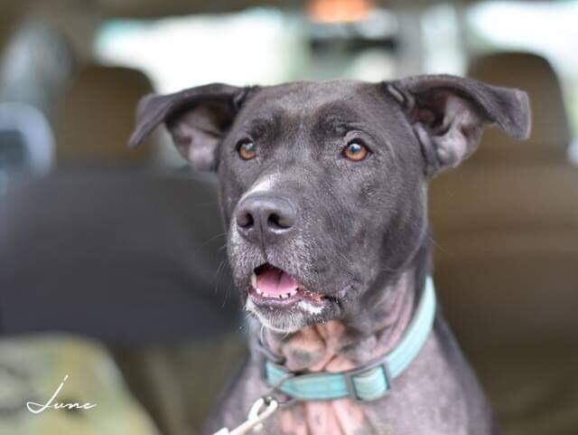 Junebug, a Adoptable mixed breed in Brewster , NY image 4/6