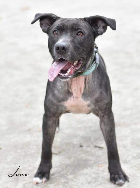Junebug, a Adoptable mixed breed in Brewster , NY image 5/6