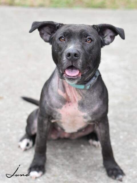 Junebug, a Adoptable mixed breed in Brewster , NY image 6/6