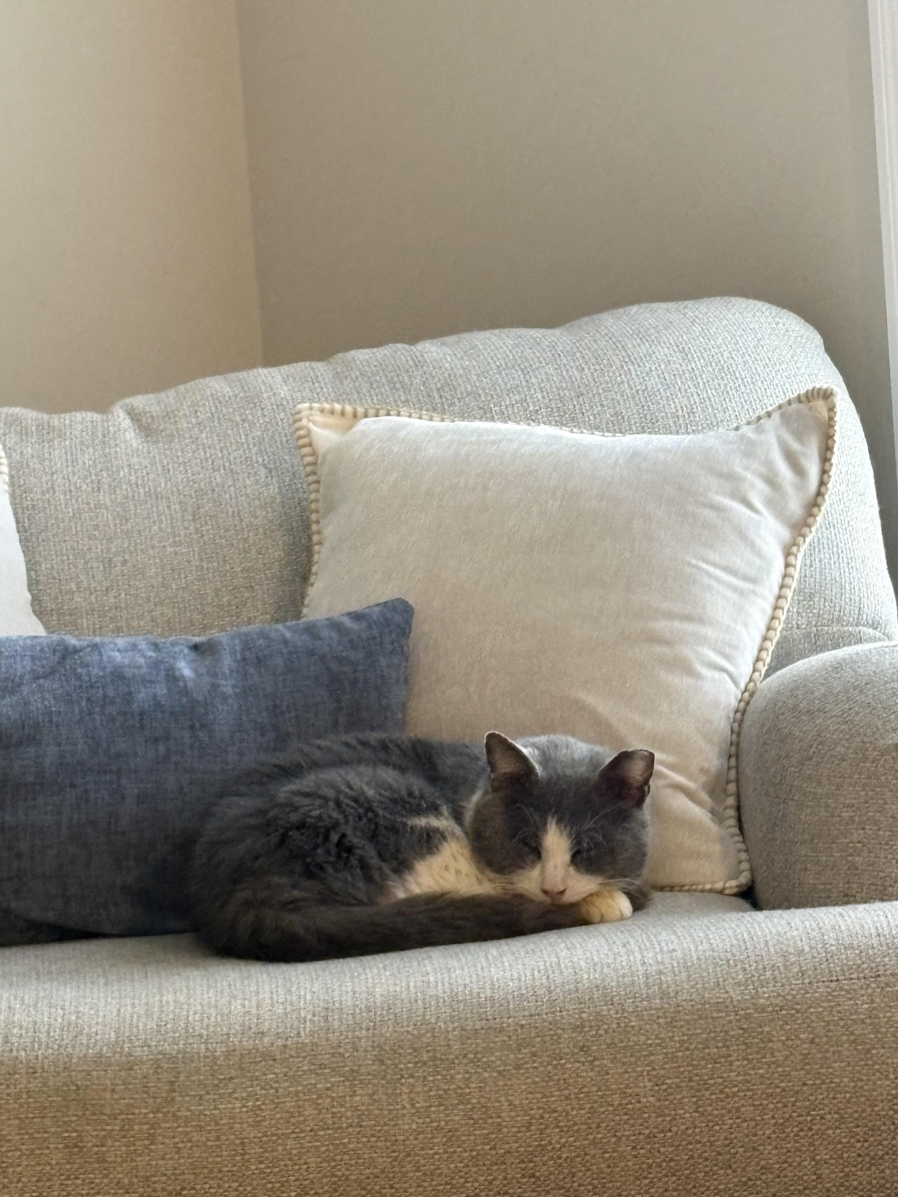 Enlarge Little gray , a Adoptable Domestic Short Hair in Cincinnati, OH image 4/6