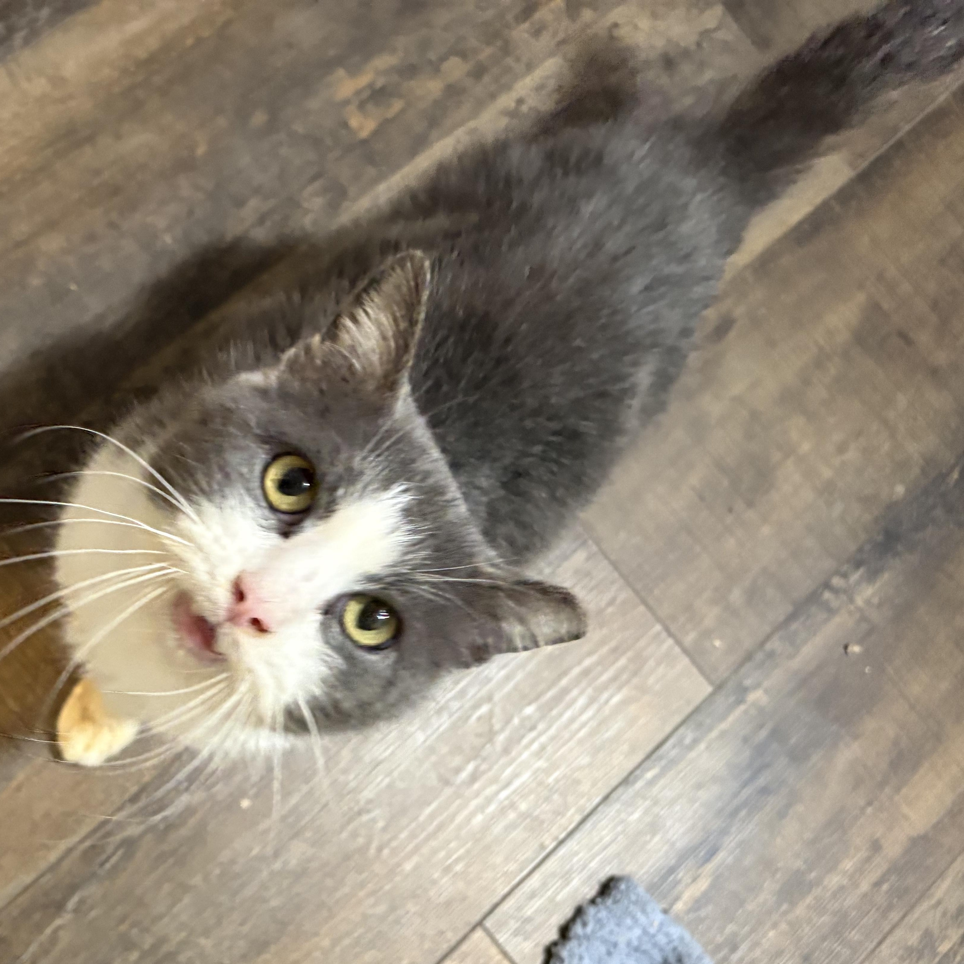 Enlarge Little gray , a Adoptable Domestic Short Hair in Cincinnati, OH image 1/6