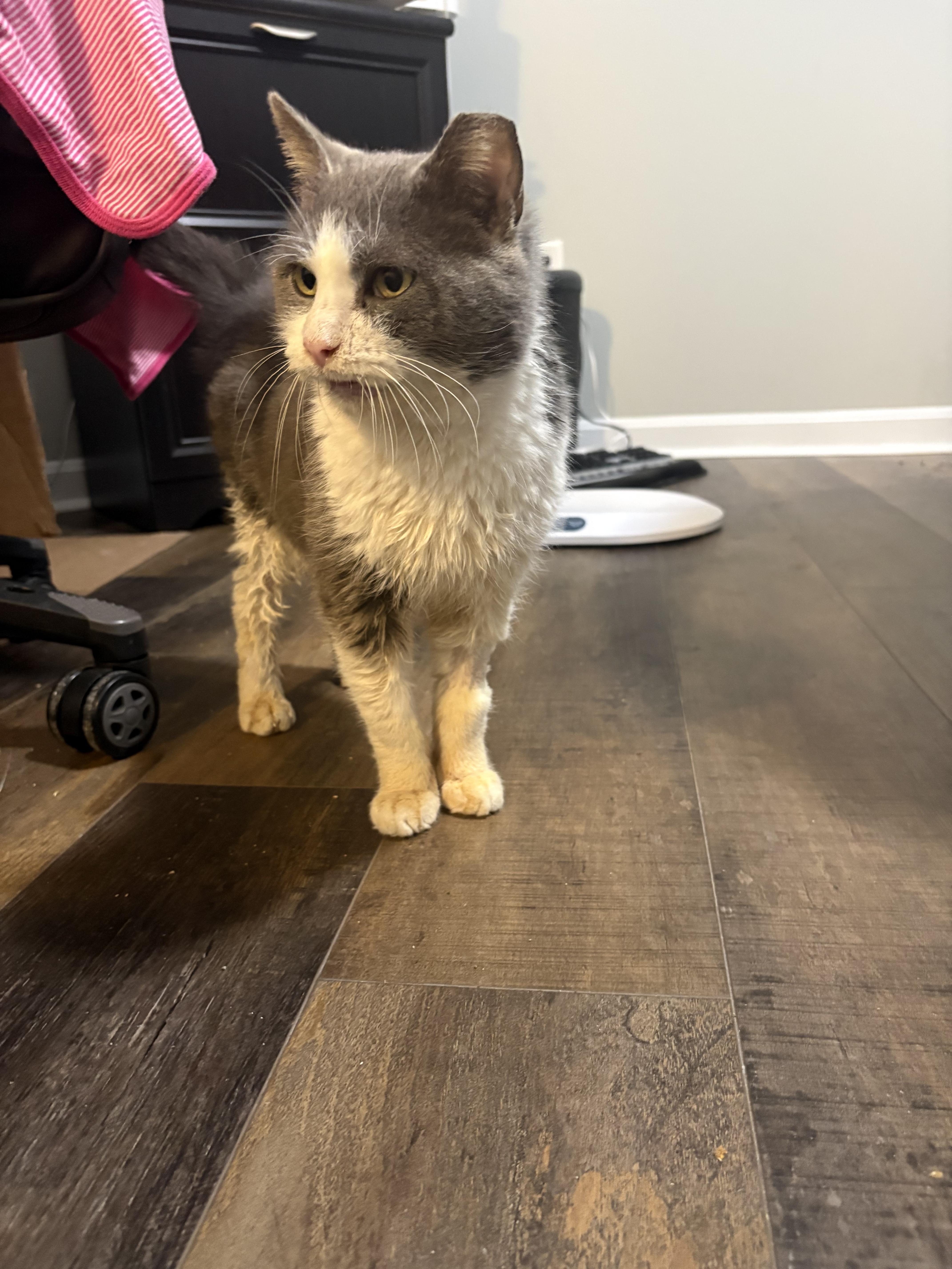 Enlarge Little gray , a Adoptable Domestic Short Hair in Cincinnati, OH image 3/6