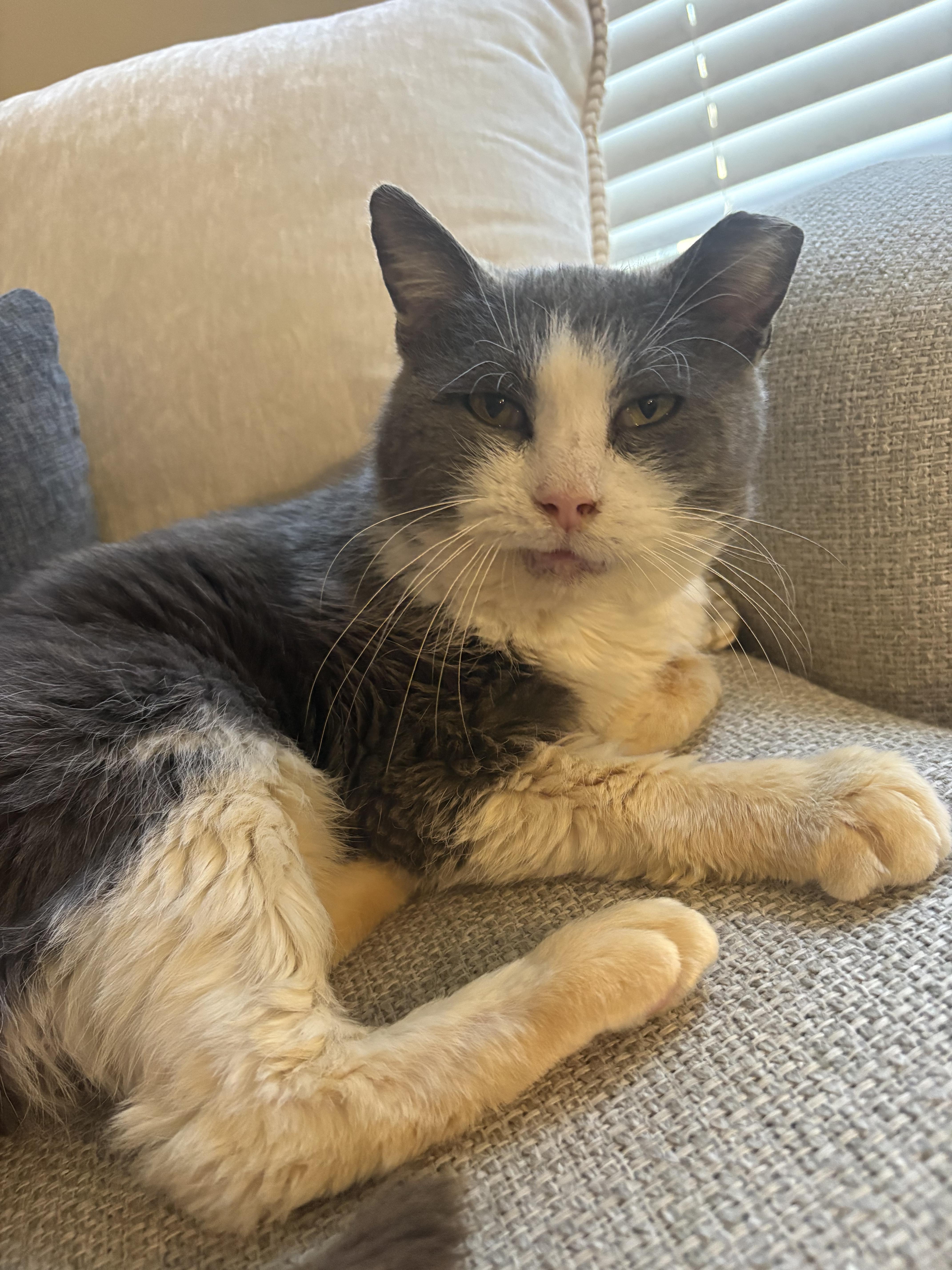 Enlarge Little gray , a Adoptable Domestic Short Hair in Cincinnati, OH image 2/6