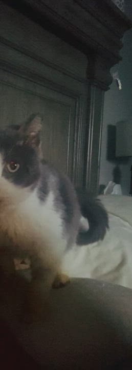 Enlarge Little gray , a Adoptable Domestic Short Hair in Cincinnati, OH video 6/6