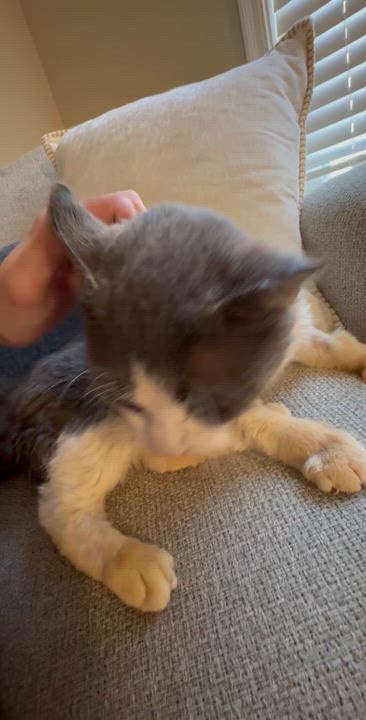 Enlarge Little gray , a Adoptable Domestic Short Hair in Cincinnati, OH video 5/6