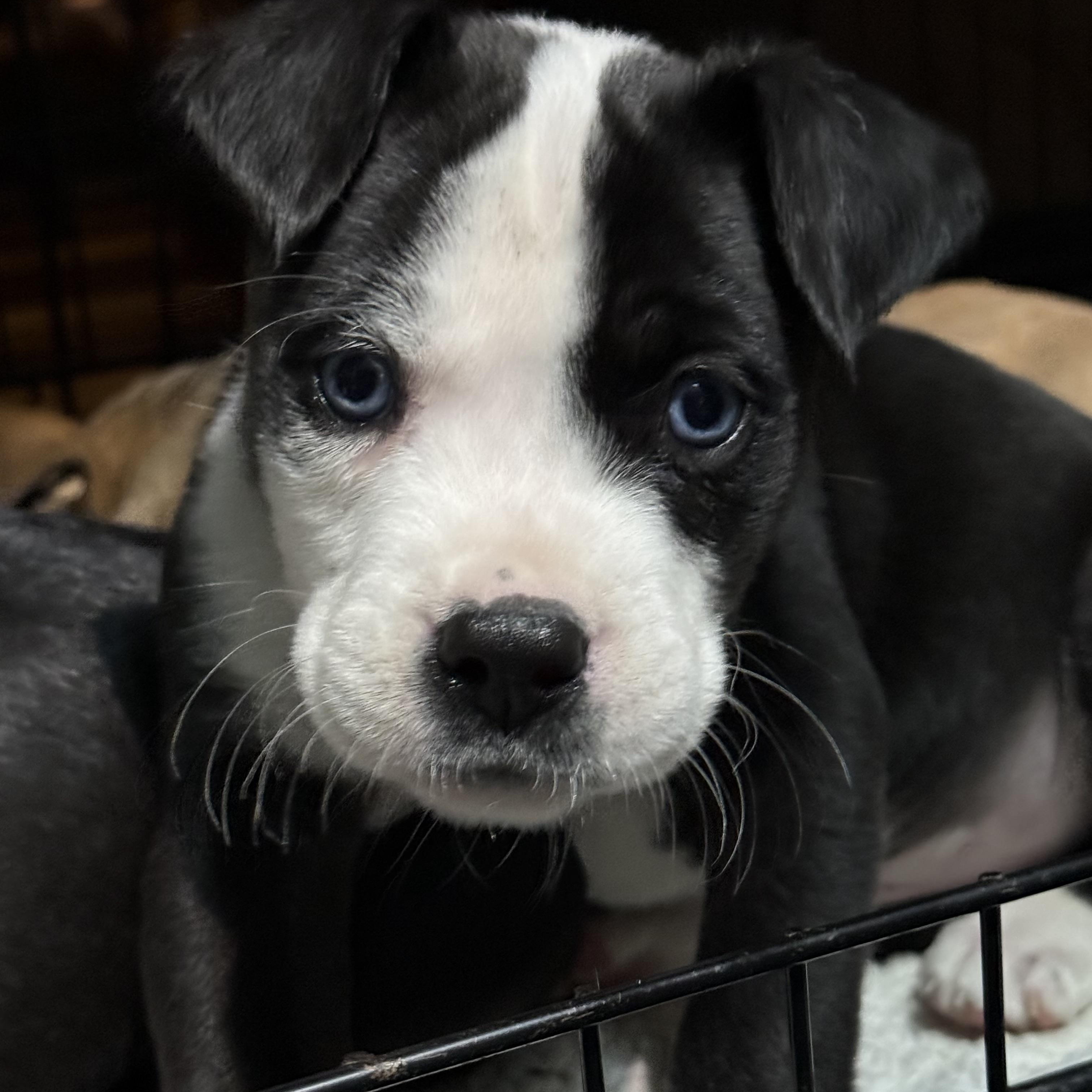 Enlarge Ross, a ADOPTABLE mixed breed in Cary, IL image 1/1