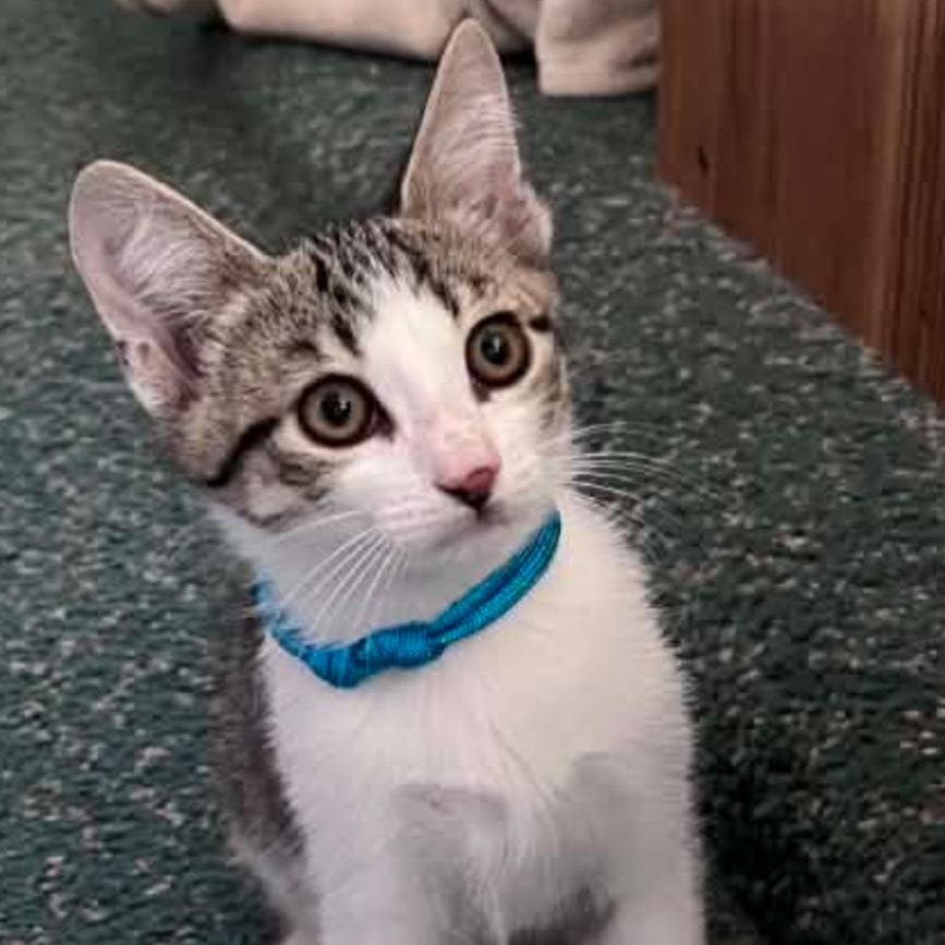 Enlarge Sashimi, a Adopted Domestic Short Hair in Orange, CA image 1/2