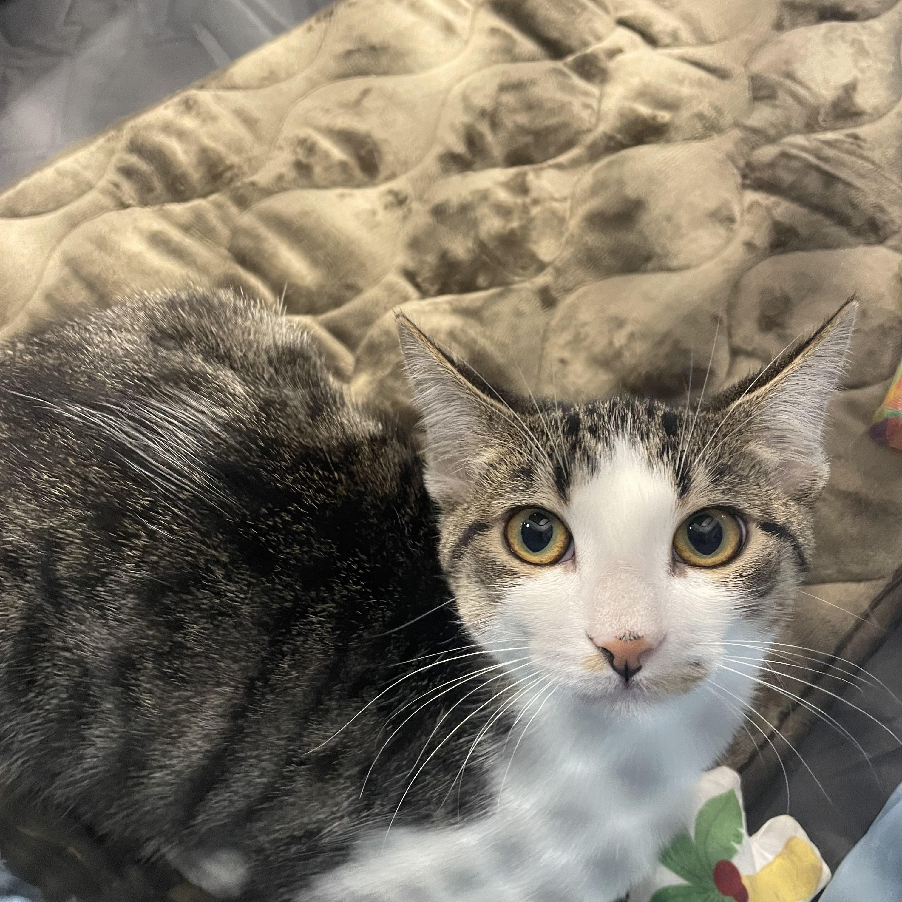 Enlarge Sashimi, a Adopted Domestic Short Hair in Orange, CA image 2/2