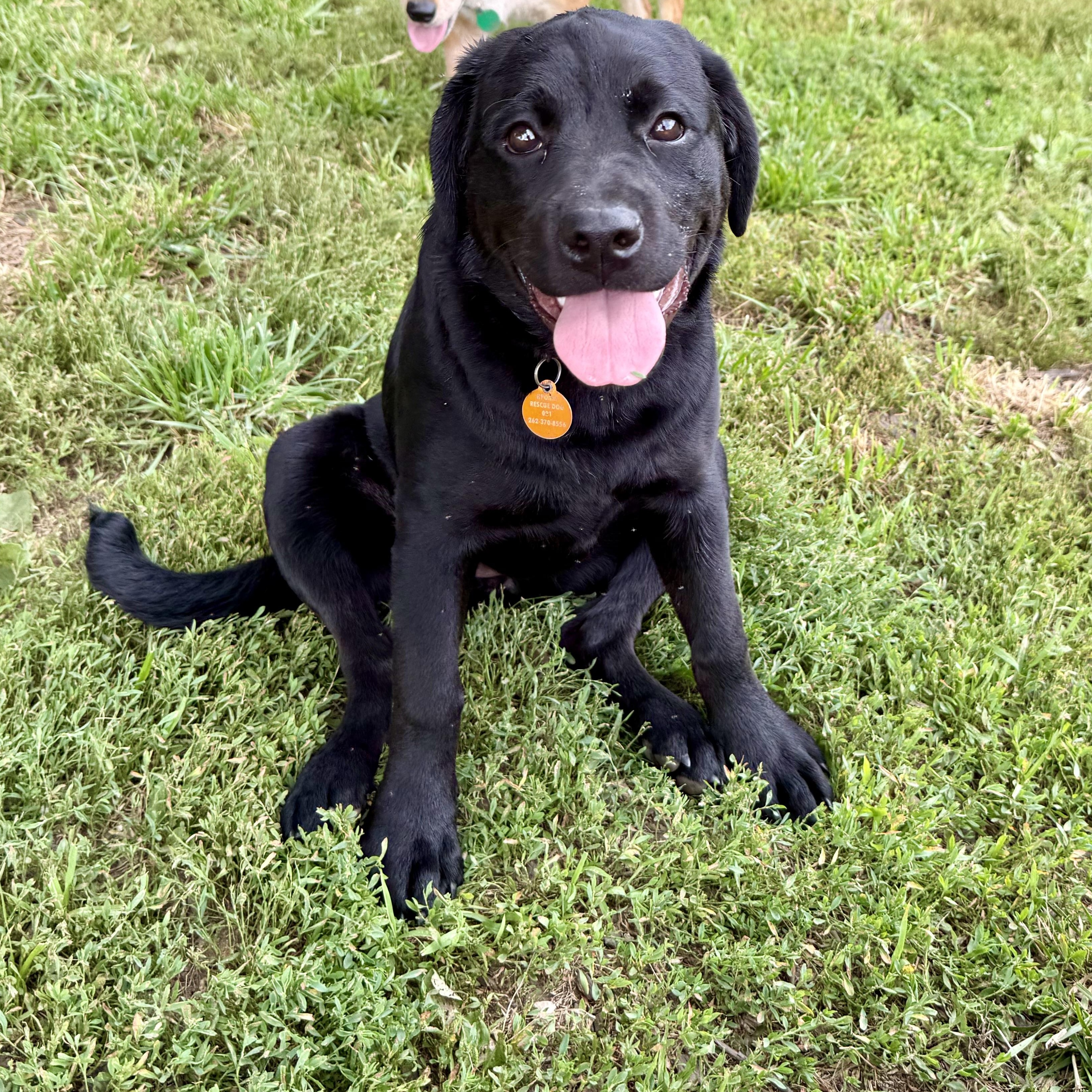 Enlarge Zena, a Adoptable mixed breed in Waukesha , WI image 4/6