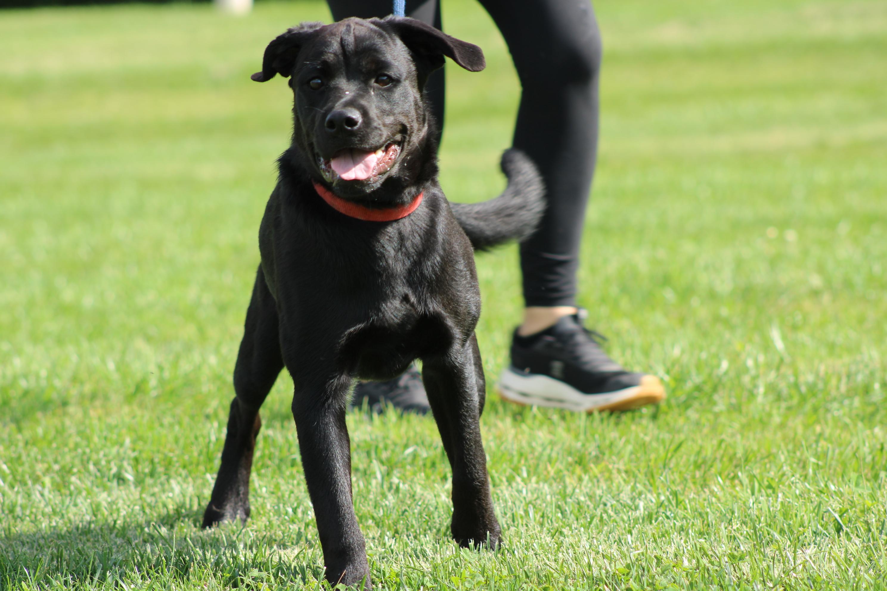 Enlarge Zena, a Adoptable mixed breed in Waukesha , WI image 2/6