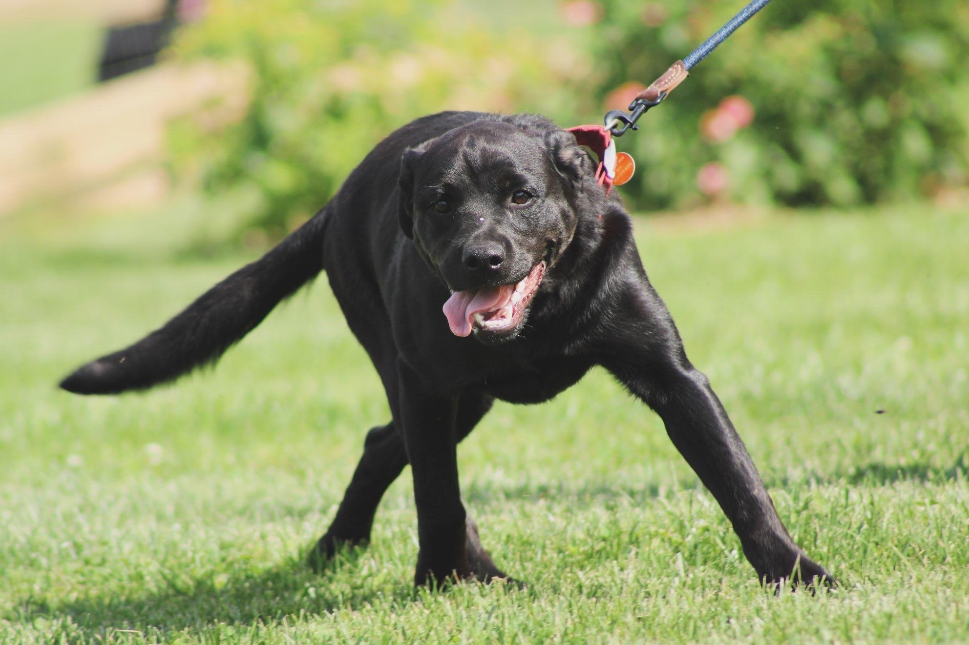 Zena, Adoptable, Young Female Rottweiler & Border Collie.