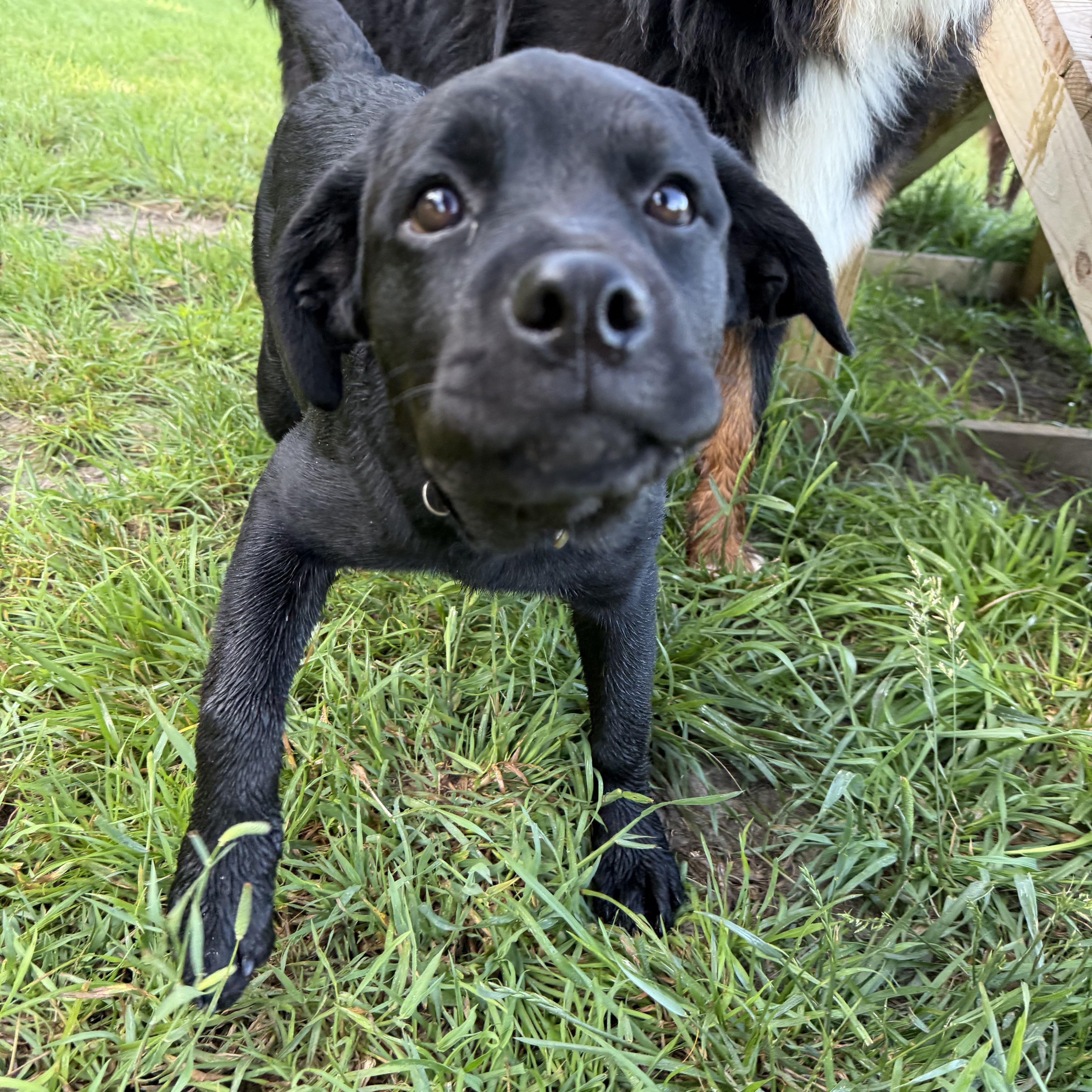 Enlarge Zena, a Adoptable mixed breed in Waukesha , WI image 6/6