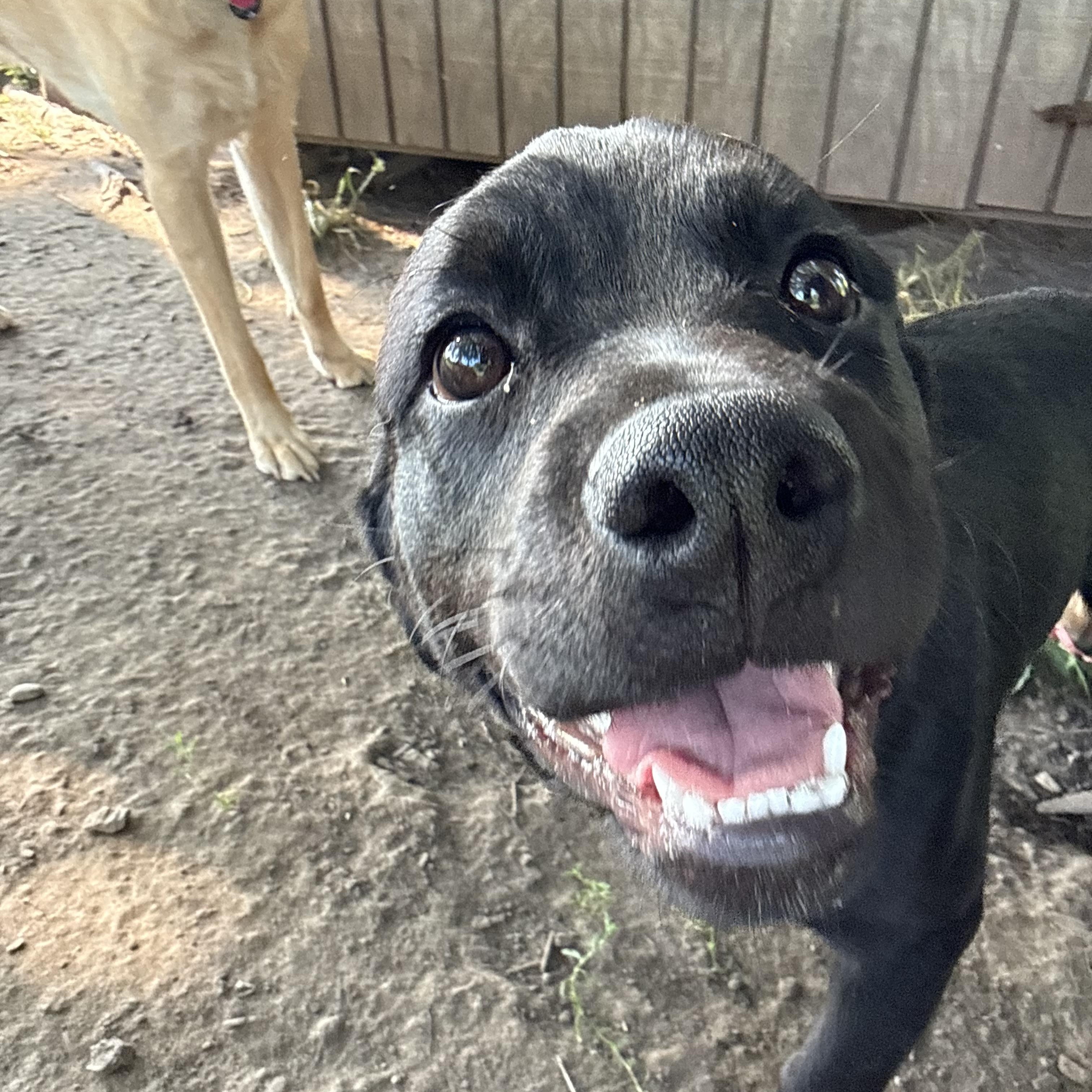 Enlarge Zena, a Adoptable mixed breed in Waukesha , WI image 5/6