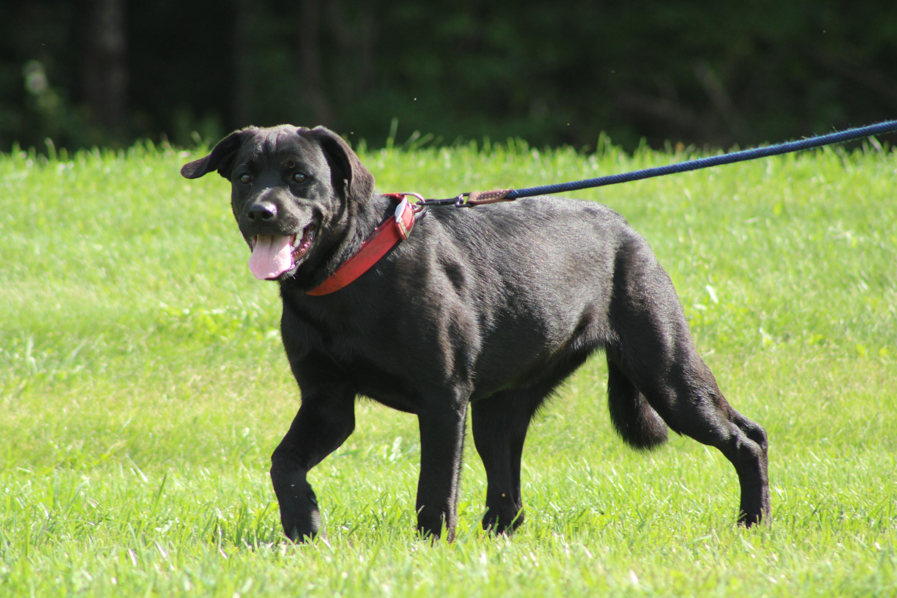Enlarge Zena, a Adoptable mixed breed in Waukesha , WI image 3/6