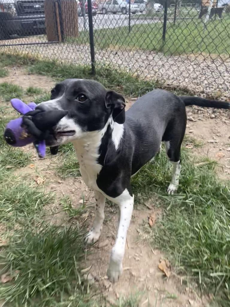 Tina, Adoptable, Young Female Labrador Retriever & Border Collie.