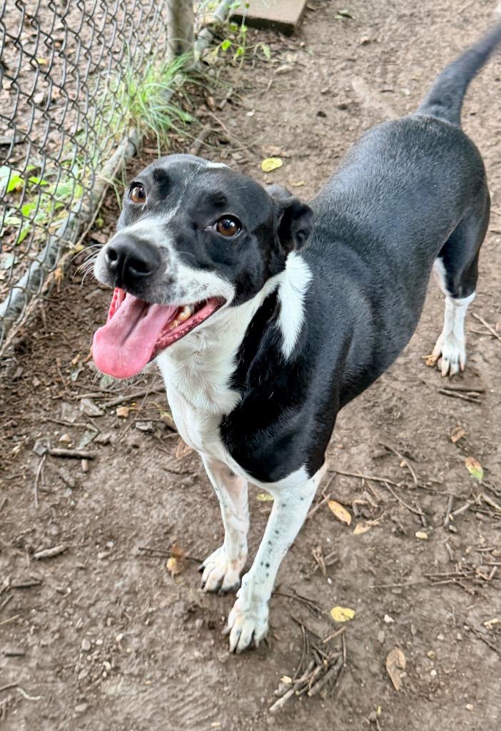 Enlarge Tina, a Adoptable mixed breed in Little Rock, AR image 2/3