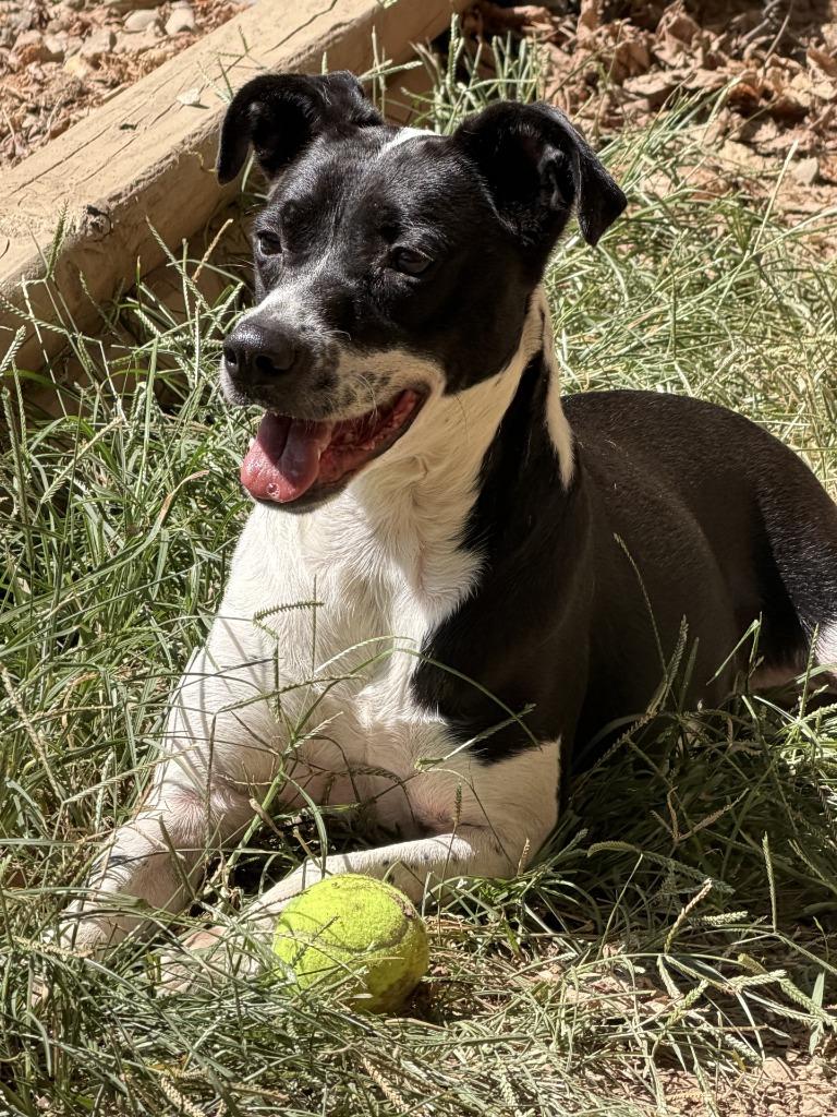 Enlarge Tina, a Adoptable mixed breed in Little Rock, AR image 3/4