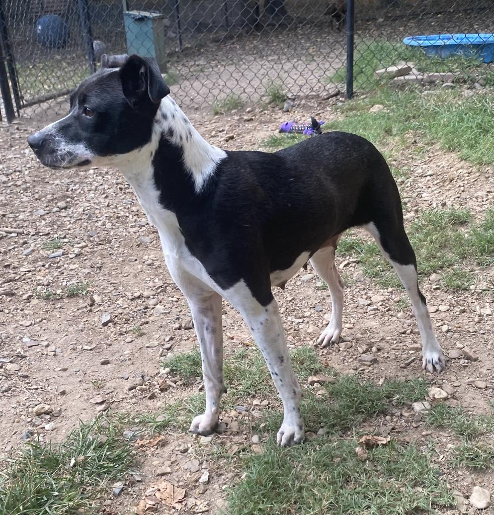 Enlarge Tina, a Adoptable mixed breed in Little Rock, AR image 3/3