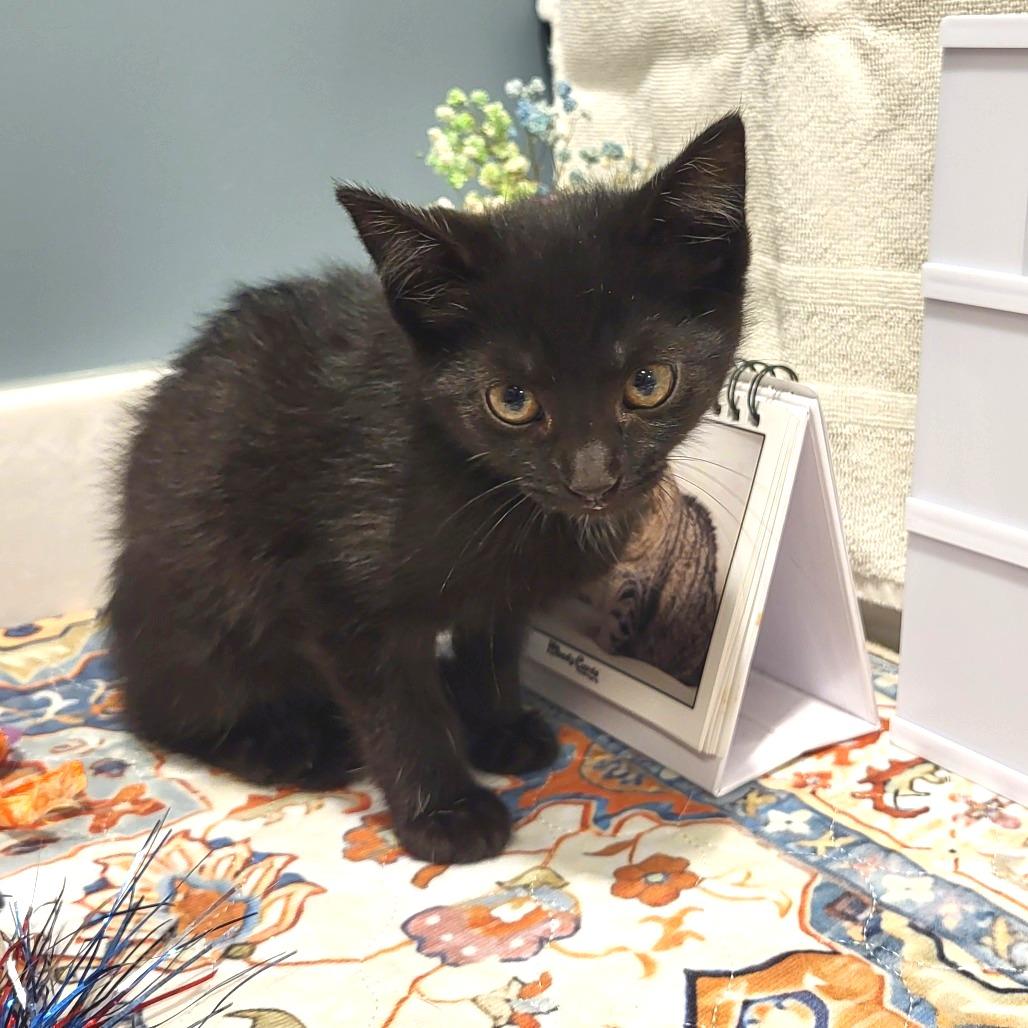 Tiffany, Adoptable, Kitten Female Domestic Short Hair.