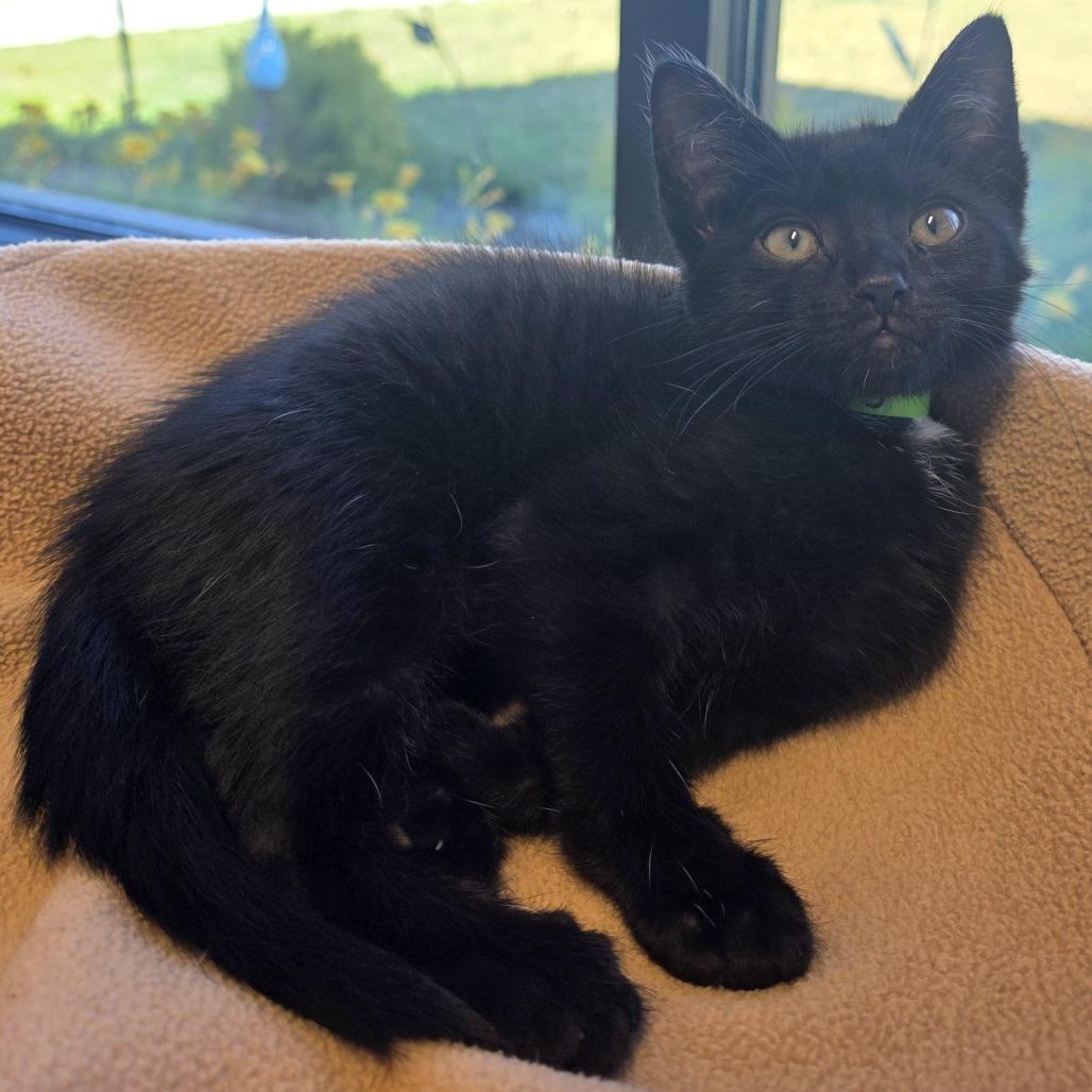 Tiffany, a Adoptable Domestic Short Hair in Fort Wayne, IN image 2/2