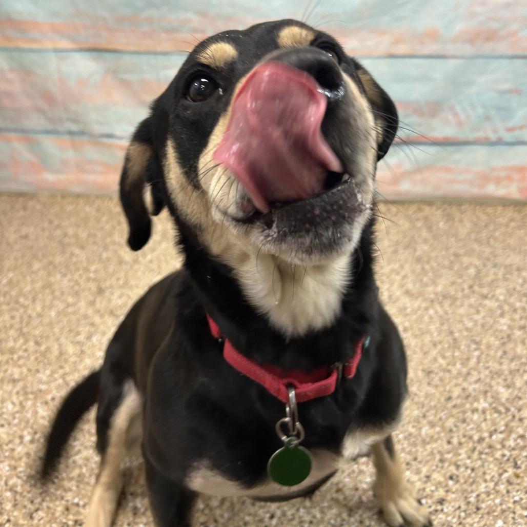 Enlarge Brownie, a Adoptable mixed breed in Cheyenne, WY image 2/3
