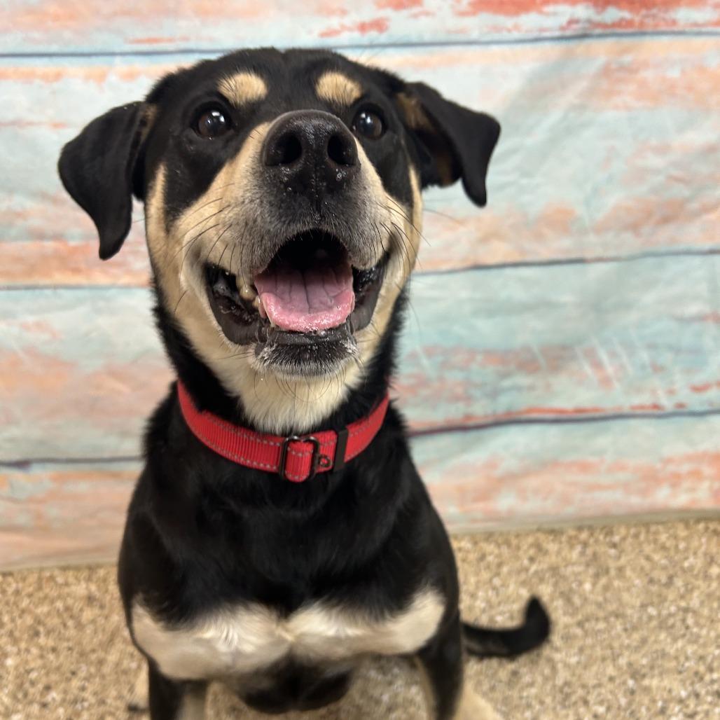 Enlarge Brownie, a Adoptable mixed breed in Cheyenne, WY image 3/3